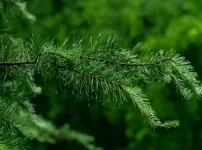 솔잎을 이용한 건강한 음식 레시피